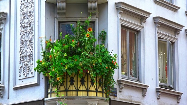 flores para balcones pequeños